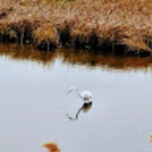 Meet your Posher, Aliza